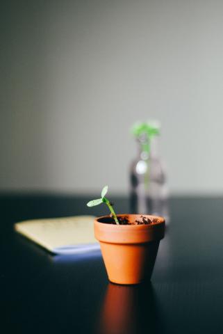 picture of a terracotta pot with a small green plant growing