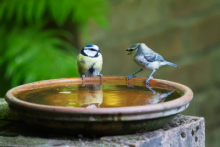 birds in a birdbath