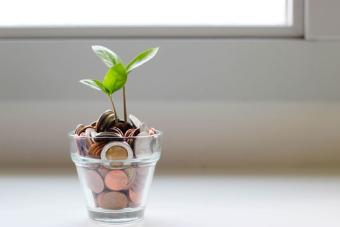 picture of a jar of coins with a plant in it